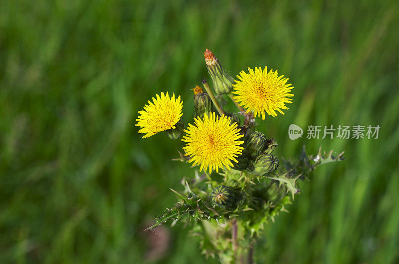 多刺苦菜Sonchus aspper特写